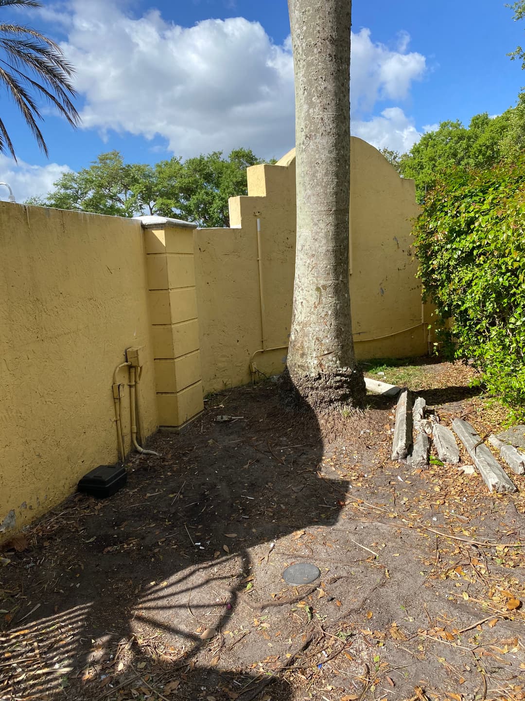 Dirt area with a large tree and yellow wall, surrounded by greenery under a blue sky.
