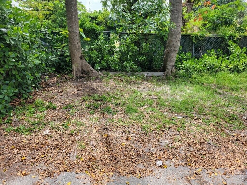 Overgrown green area with two trees and scattered fallen leaves on the ground.